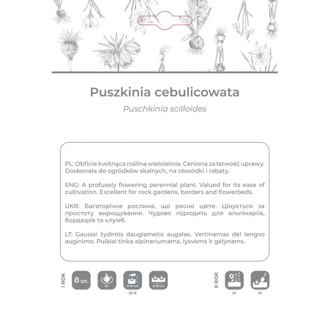 Puszkinia cebulicowata biało-niebieska 8szt. - Cebule i Kłącza - W. Legutko