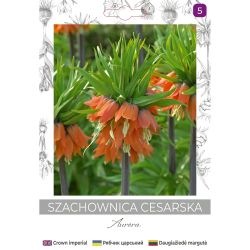 Szachownica cesarska Aurora pomarańczowa 1szt. - Cebule i Kłącza - W. Legutko Szachownica cesarska Aurora pomarańczowa 1szt. - Cebule i Kłącza - W. Legutko