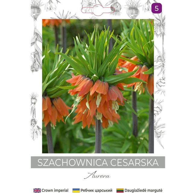Szachownica cesarska Aurora pomarańczowa 1szt. - Cebule i Kłącza - W. Legutko Szachownica cesarska Aurora pomarańczowa 1szt. - Cebule i Kłącza - W. Legutko
