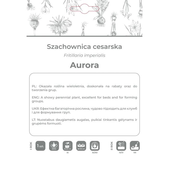Szachownica cesarska Aurora pomarańczowa 1szt. - Cebule i Kłącza - W. Legutko