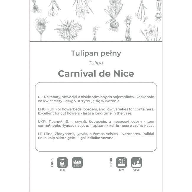 Tulipan Carnaval de Nice czerwono-biały 4szt. - Cebule i Kłącza - W. Legutko