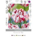 Tulipan Carnaval de Nice czerwono-biały 4szt. - Cebule i Kłącza - W. Legutko