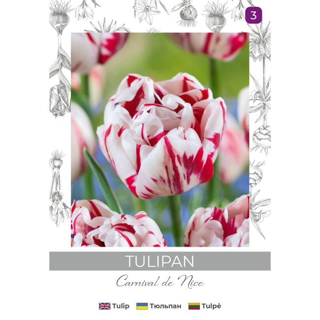 Tulipan Carnaval de Nice czerwono-biały 4szt. - Cebule i Kłącza - W. Legutko
