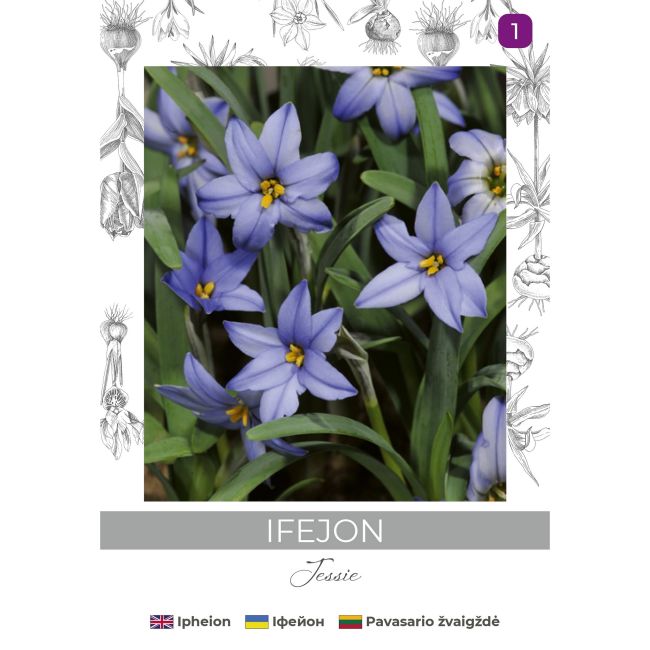 Ifejon Jessie niebieski 5szt. - Cebule i Kłącza - W. Legutko Ifejon Jessie niebieski 5szt. - Cebule i Kłącza - W. Legutko