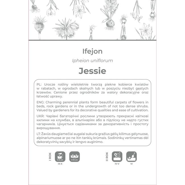 Ifejon Jessie niebieski 5szt. - Cebule i Kłącza - W. Legutko