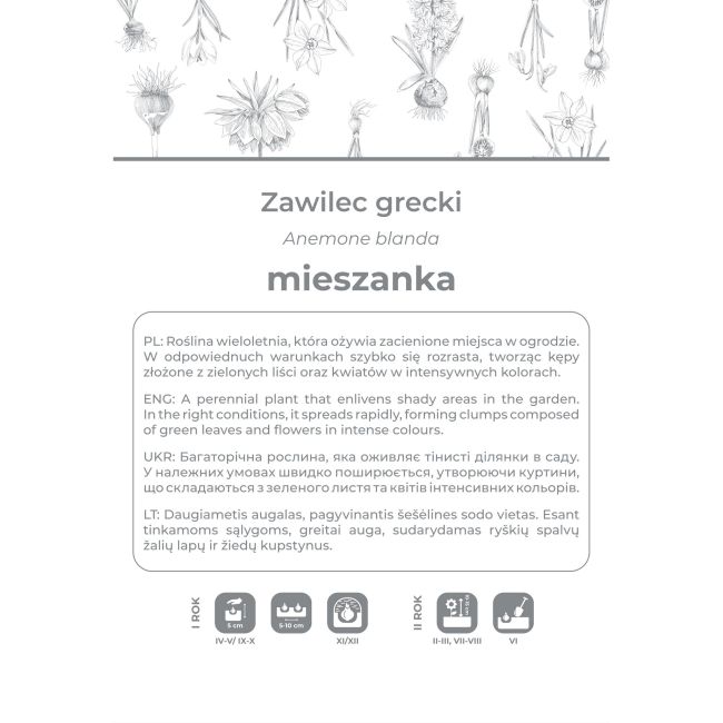 Zawilec grecki mieszanka 6szt. - Cebule i Kłącza - W. Legutko