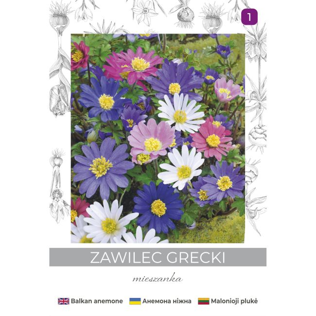 Zawilec grecki mieszanka 6szt. - Cebule i Kłącza - W. Legutko