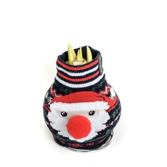 Amarylis - woskowany w świątecznej skarpecie - mix wysyłany losowo - Cebule i Kłącza - W. Legutko