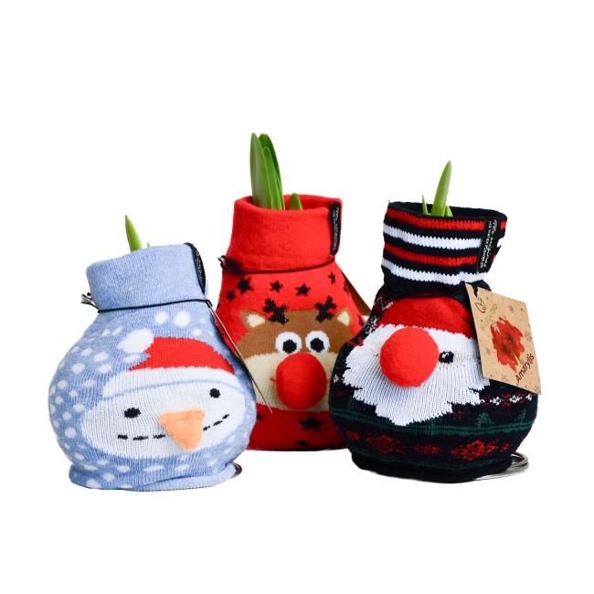 Amarylis - woskowany w świątecznej skarpecie - mix wysyłany losowo - Cebule i Kłącza - W. Legutko