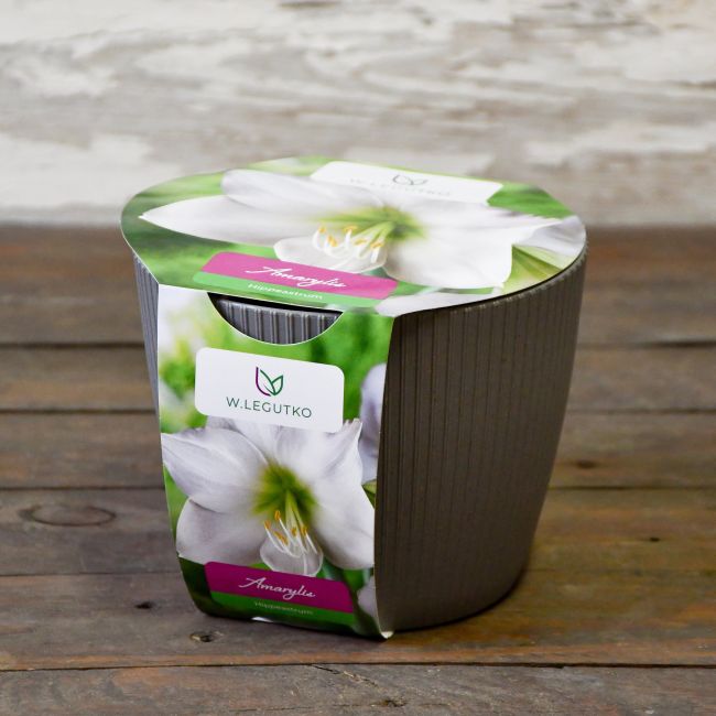 Amarylis w doniczce biały - Cebule i Kłącza - W. Legutko