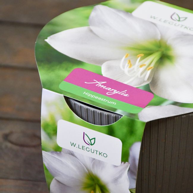 Amarylis w doniczce biały - Cebule i Kłącza - W. Legutko