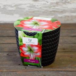 Amarylis w doniczce czerwono-biały - Cebule i Kłącza - W. Legutko