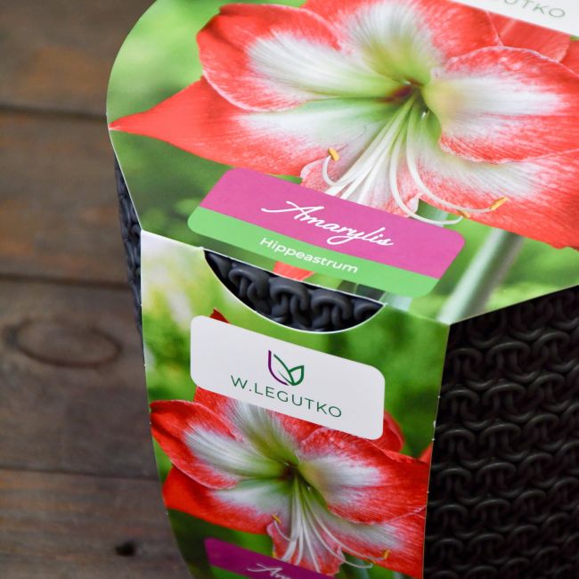 Amarylis w doniczce czerwono-biały - Cebule i Kłącza - W. Legutko