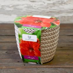 Amarylis w doniczce czerwony - Cebule i Kłącza - W. Legutko