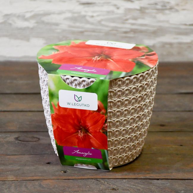 Amarylis w doniczce czerwony - Cebule i Kłącza - W. Legutko