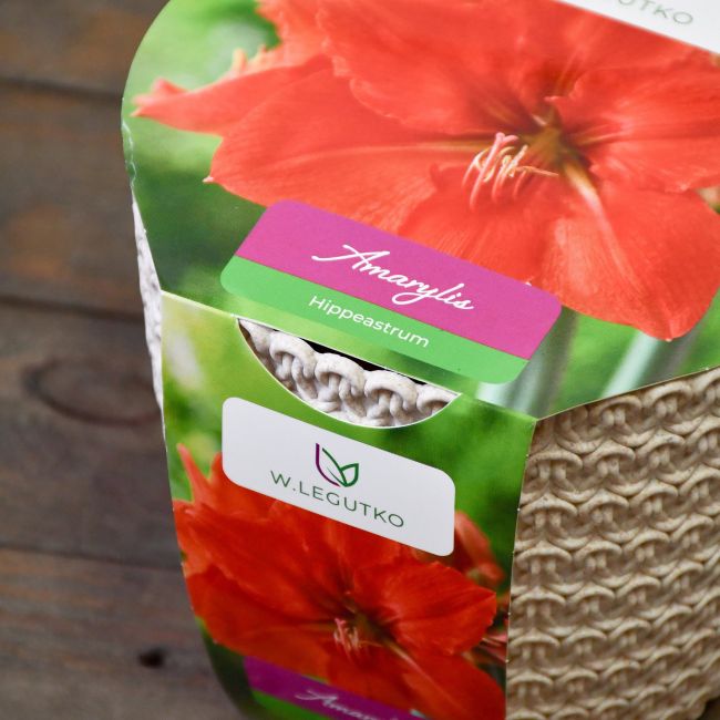 Amarylis w doniczce czerwony - Cebule i Kłącza - W. Legutko