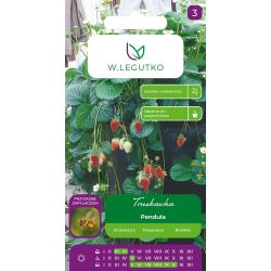 Truskawka Pendula czerwona 0,01g - Nasiona - W. Legutko