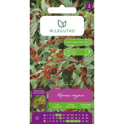 Komosa rózgowa czerwona 0,1g - Nasiona - W. Legutko