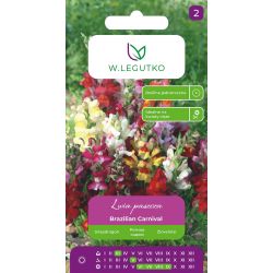 Lwia paszcza Brazilian Carnival 0,6g - Nasiona - W. Legutko