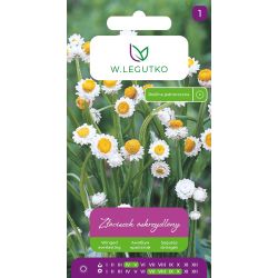 Złociszek oskrzydlony 1g - Nasiona - W. Legutko