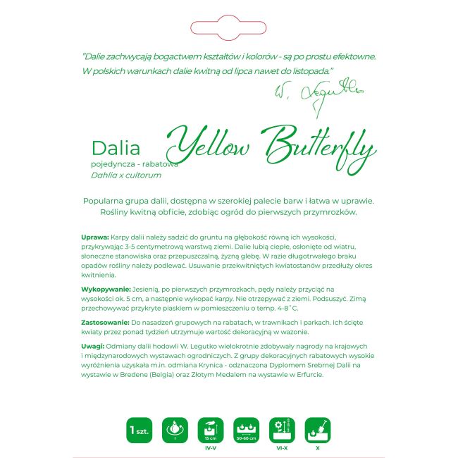 Dalia Yellow Butterfly żółta 1szt. - Cebule i Kłącza - W. Legutko