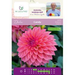Dalia Candy łososiowa 1szt. - Cebule i Kłącza - W. Legutko