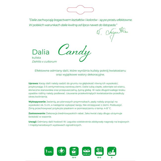 Dalia Candy łososiowa 1szt. - Cebule i Kłącza - W. Legutko