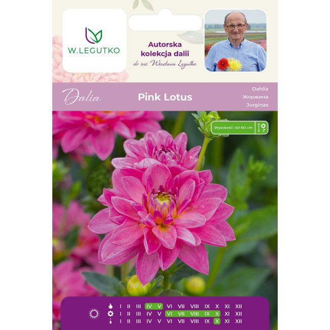 Dalia Pink Lotus różowa 1szt. - Cebule i Kłącza - W. Legutko