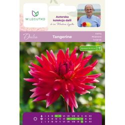 Dalia Tangerine pomarańczowa 1szt. - Cebule i Kłącza - W. Legutko