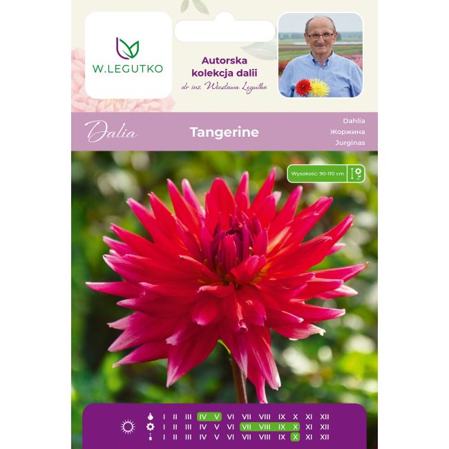 Dalia Tangerine pomarańczowa 1szt. - Cebule i Kłącza - W. Legutko