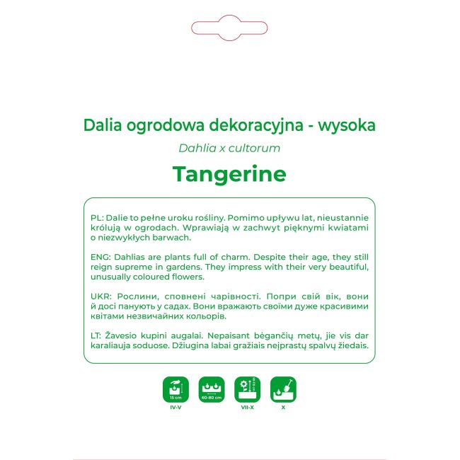 Dalia Tangerine pomarańczowa 1szt. - Cebule i Kłącza - W. Legutko