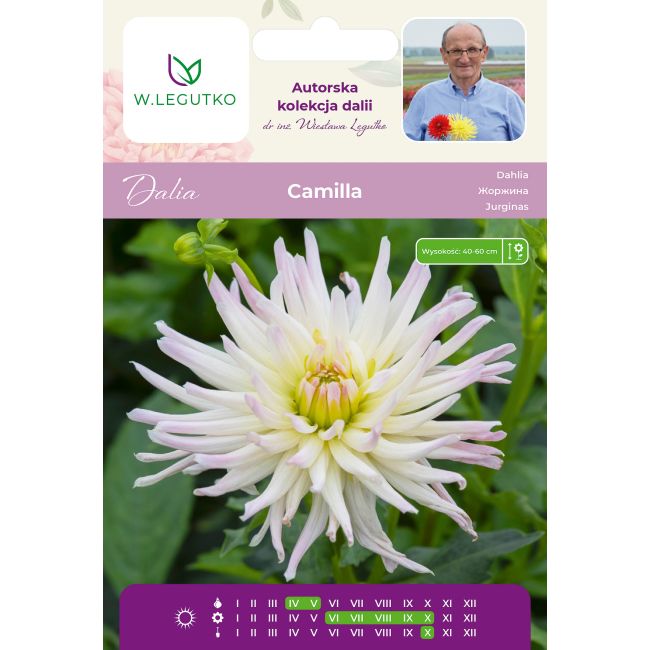Dalia Camilla kremowa 1szt. - Cebule i Kłącza - W. Legutko
