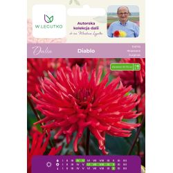 Dalia Diablo czerwona 1szt. - Cebule i Kłącza - W. Legutko