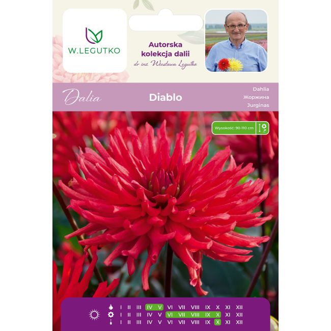 Dalia Diablo czerwona 1szt. - Cebule i Kłącza - W. Legutko