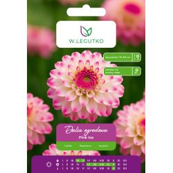 Dalia Pink Isa różowo-biała 1szt. - Cebule i Kłącza - W. Legutko