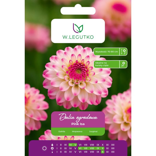 Dalia Pink Isa różowo-biała 1szt. - Cebule i Kłącza - W. Legutko