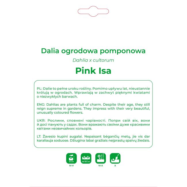 Dalia Pink Isa różowo-biała 1szt. - Cebule i Kłącza - W. Legutko