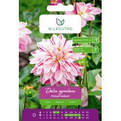 Dalia Prince Valiant czerwono-biała 1szt. - Cebule i Kłącza - W. Legutko