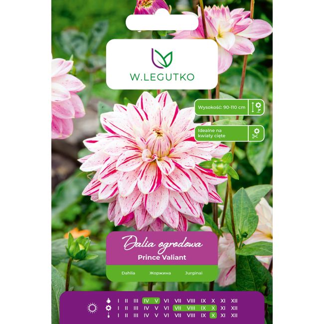 Dalia Prince Valiant czerwono-biała 1szt. - Cebule i Kłącza - W. Legutko