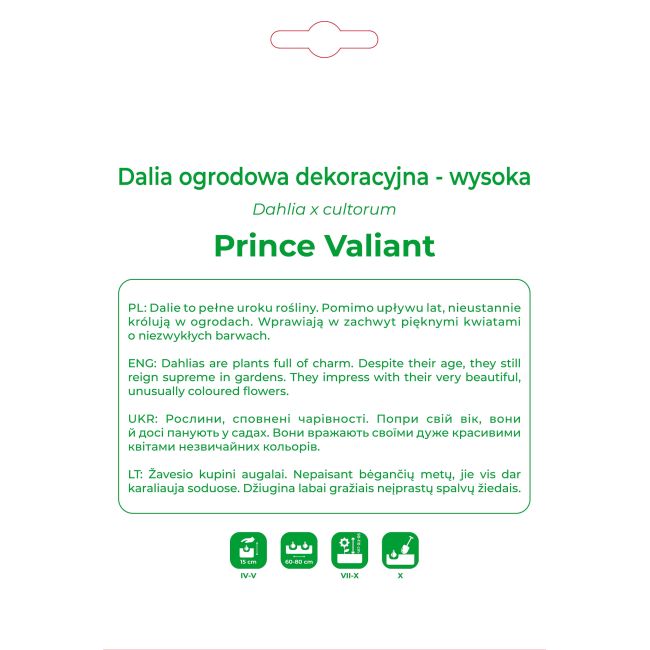 Dalia Prince Valiant czerwono-biała 1szt. - Cebule i Kłącza - W. Legutko