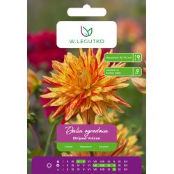 Dalia Striped Vulcan czerwono-żółta 1szt. - Cebule i Kłącza - W. Legutko