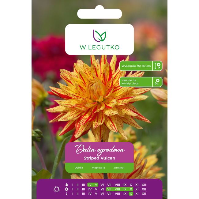 Dalia Striped Vulcan czerwono-żółta 1szt. - Cebule i Kłącza - W. Legutko