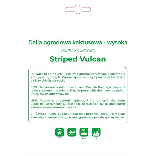 Dalia Striped Vulcan czerwono-żółta 1szt. - Cebule i Kłącza - W. Legutko