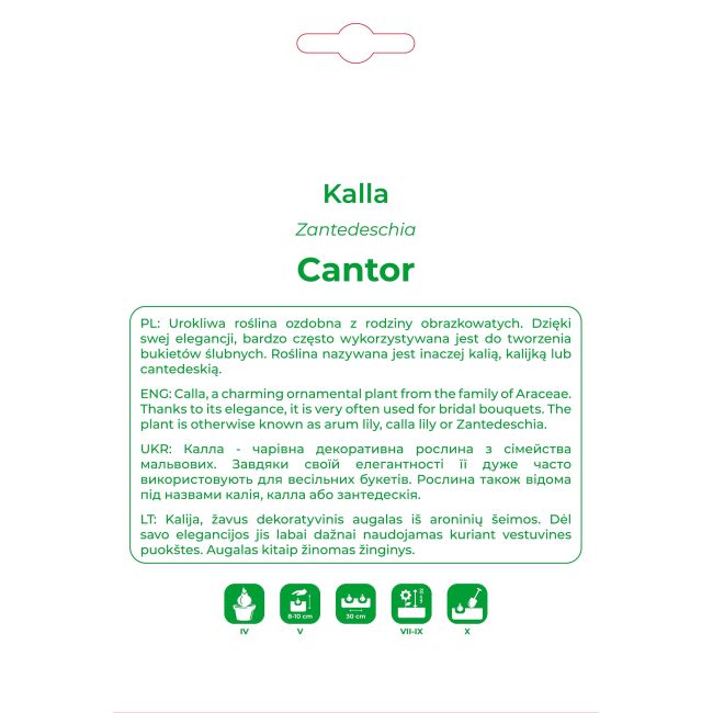 Kalla Cantor czarna 1szt. - Cebule i Kłącza - W. Legutko