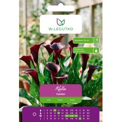 Kalla Cantor czarna 1szt. - Cebule i Kłącza - W. Legutko