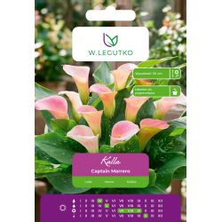 Kalla Captain Marrero jasnoróżowa 1szt. - Cebule i Kłącza - W. Legutko