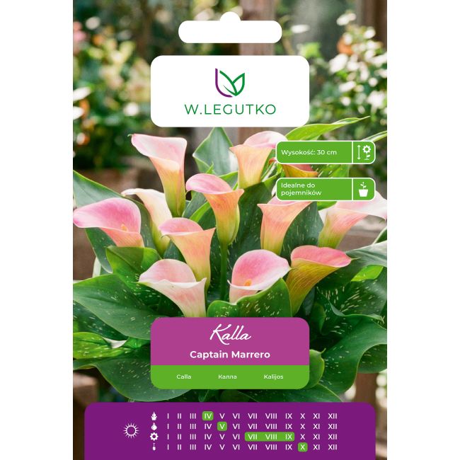 Kalla Captain Marrero jasnoróżowa 1szt. - Cebule i Kłącza - W. Legutko