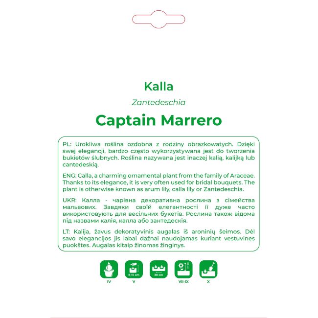 Kalla Captain Marrero jasnoróżowa 1szt. - Cebule i Kłącza - W. Legutko