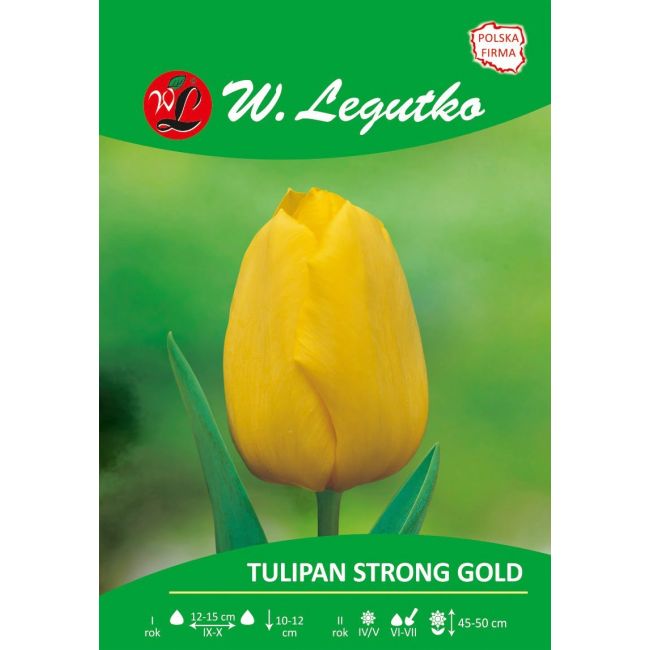 Tulipan - Triumph - Strong Gold - żółty - Cebule i Kłącza - W. Legutko