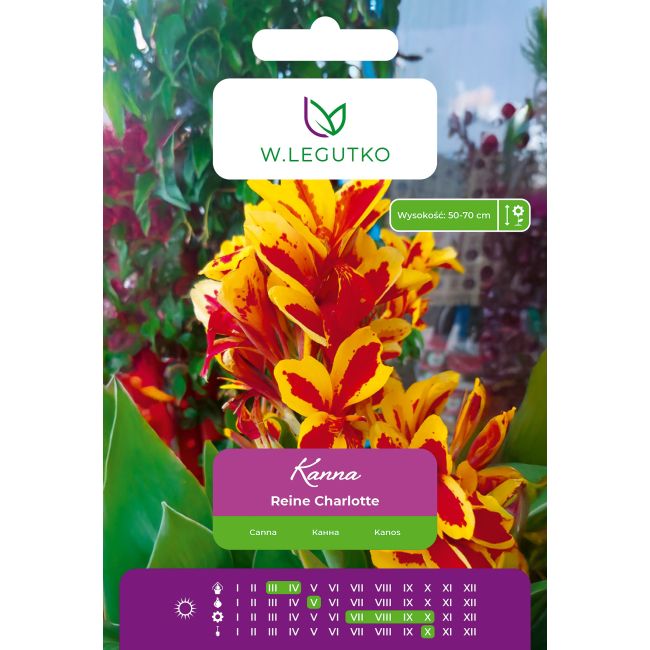 Kanna Reine Charlotte żółto-czerwona 1szt. - Cebule i Kłącza - W. Legutko